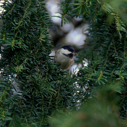 Big Garden Bird Watch