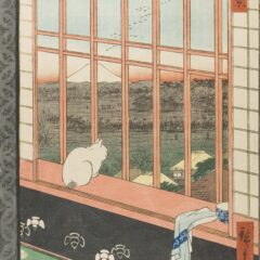 Cat sat looking out of a window
