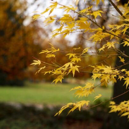 York Environment Festival: Curious and Creative Gardening Tour