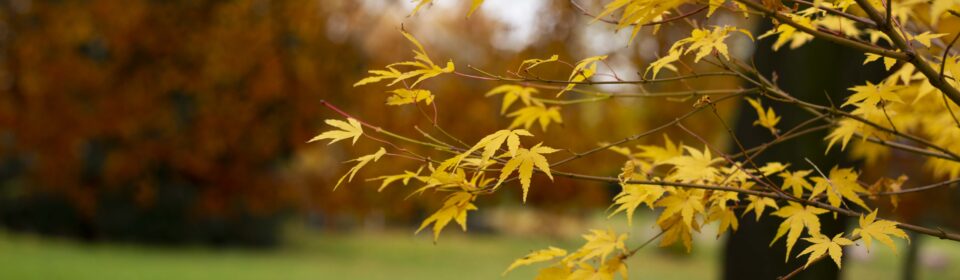 York Environment Festival: Curious and Creative Gardening Tour