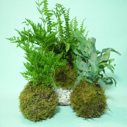 The Art of Kokedama